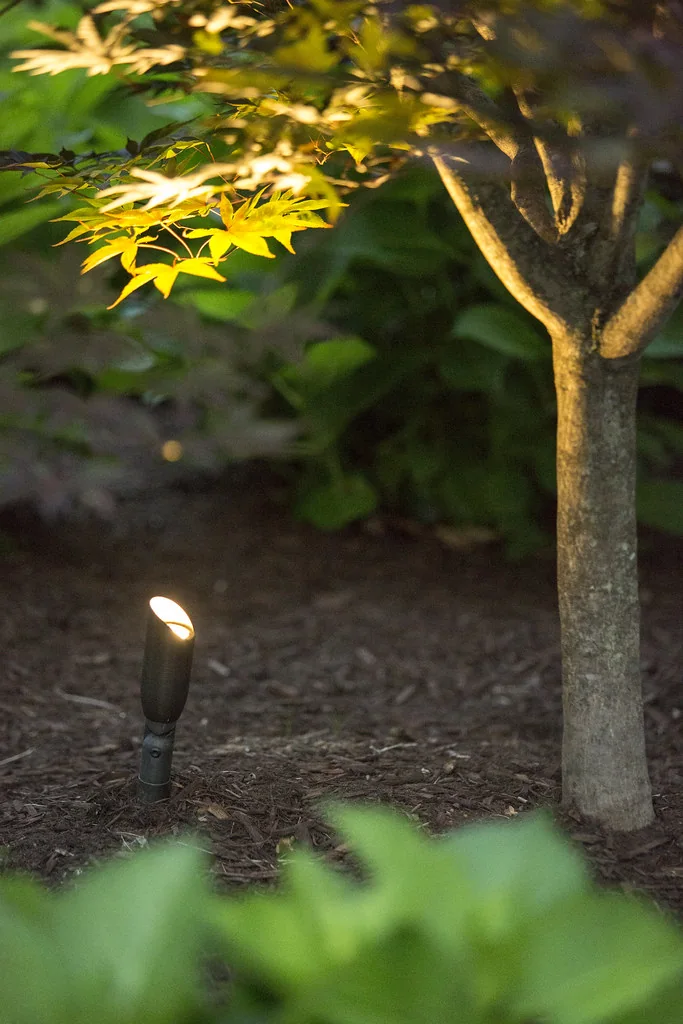Coastal Source uplight washing a tree canopy